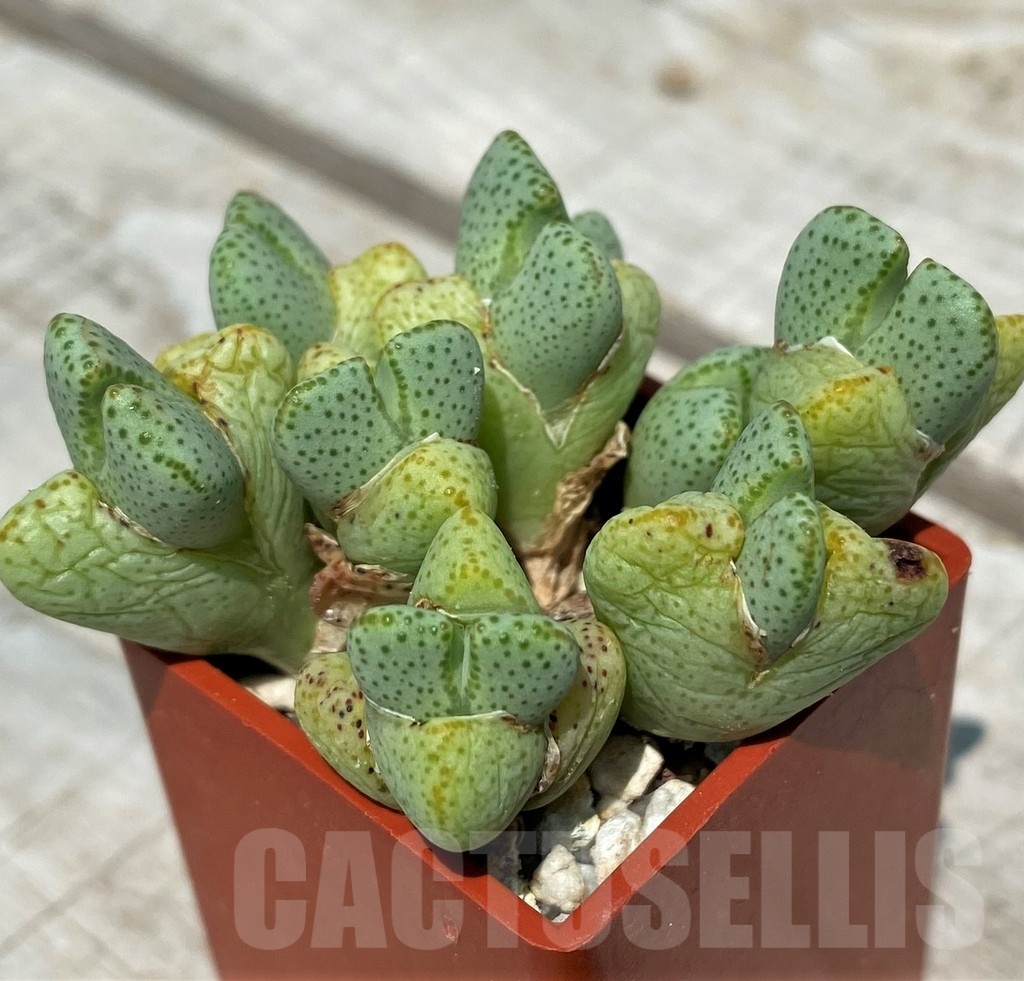 SH11796 Conophytum ernianum