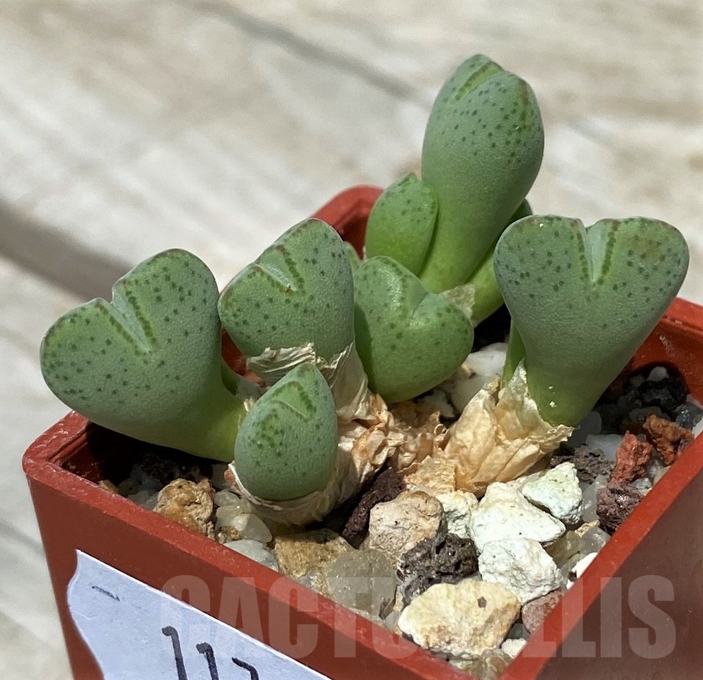 SH11797 Conophytum klinghardtense