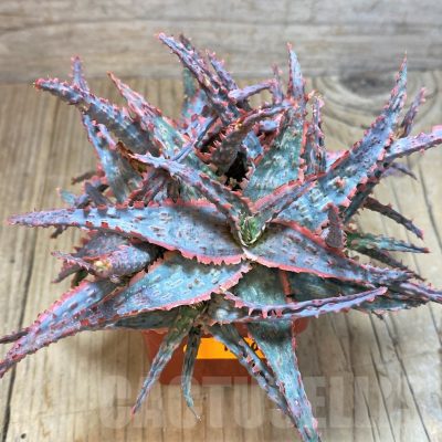 SH1180 Aloe hybrid