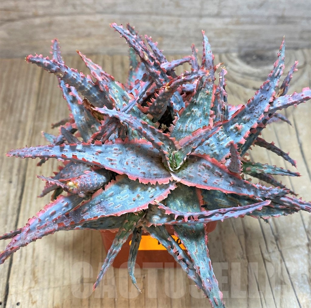 SH1180 Aloe hybrid