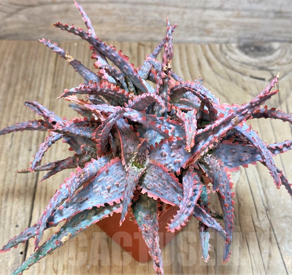 SH1180 Aloe hybrid - Image 2
