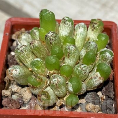 SH11800 Conophytum saxetanum Luderitz