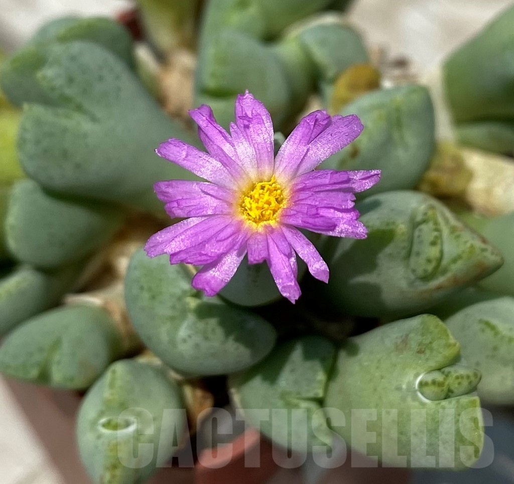SH11807 Conophytum taylorianum ssp. ernianum