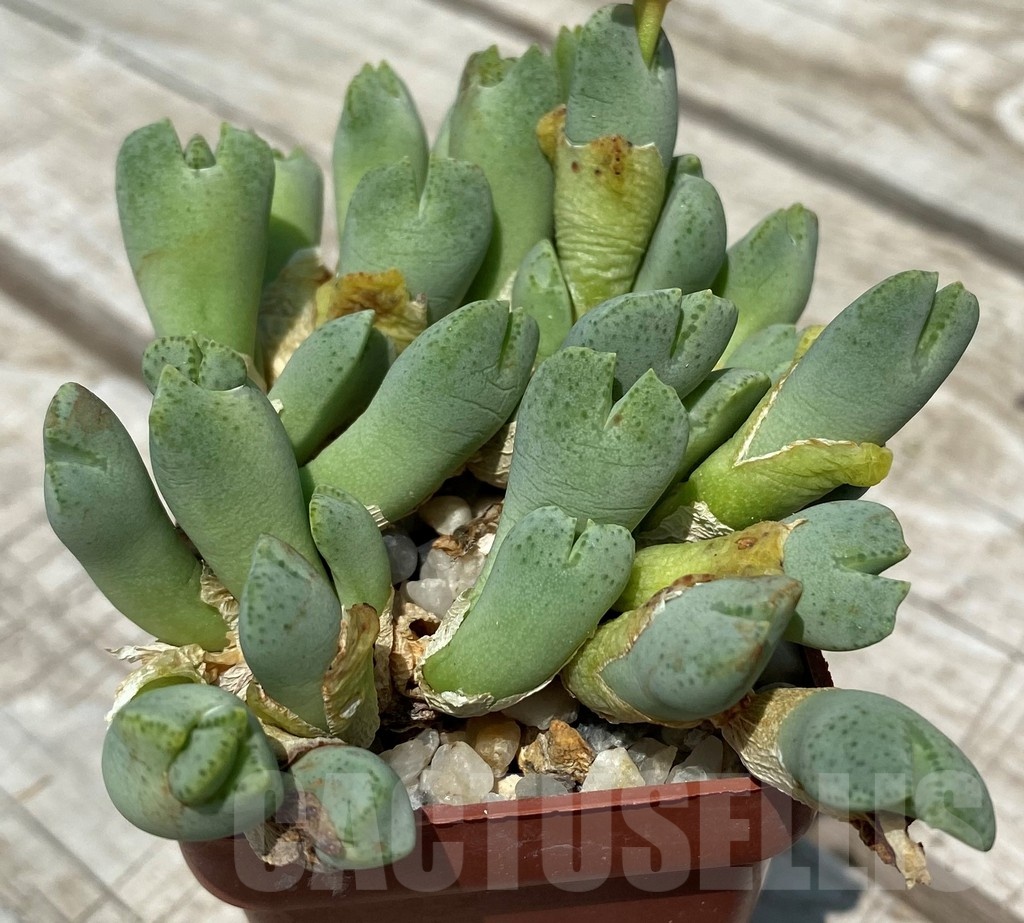 SH11807 Conophytum taylorianum ssp. ernianum - Image 2