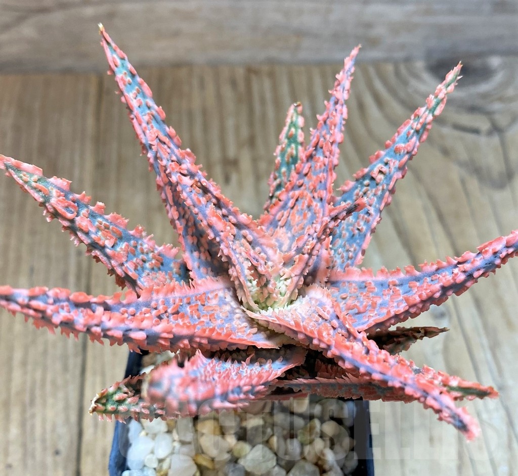 SH1182 Aloe hybrid