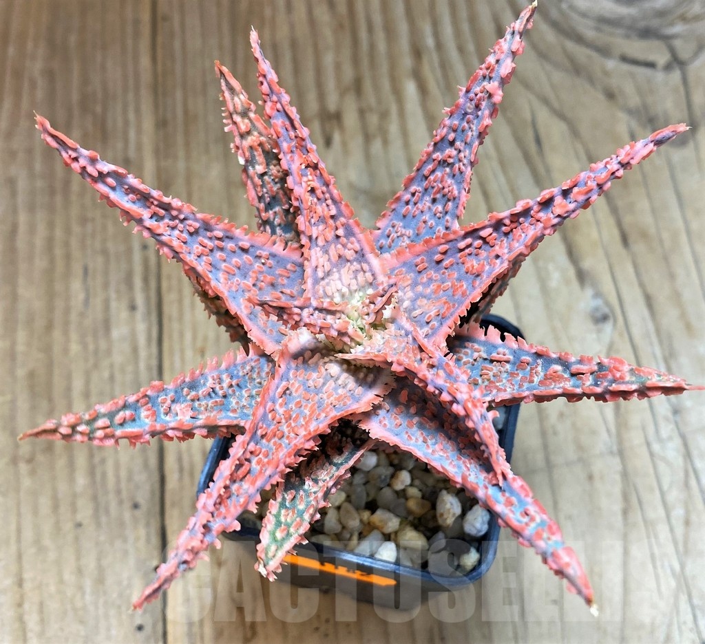SH1182 Aloe hybrid - Image 2