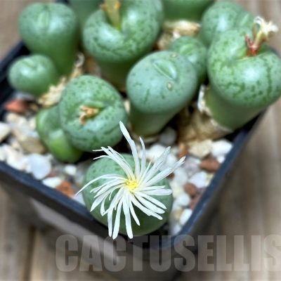 SH11934 Conophytum obcordellum 'Lambertense'