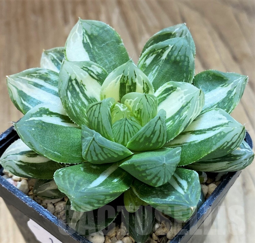 SH12023 Haworthia obtusa ‘Marin’ f. variegata