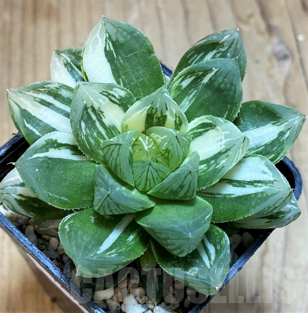 SH12023 Haworthia obtusa ‘Marin’ f. variegata - Image 2