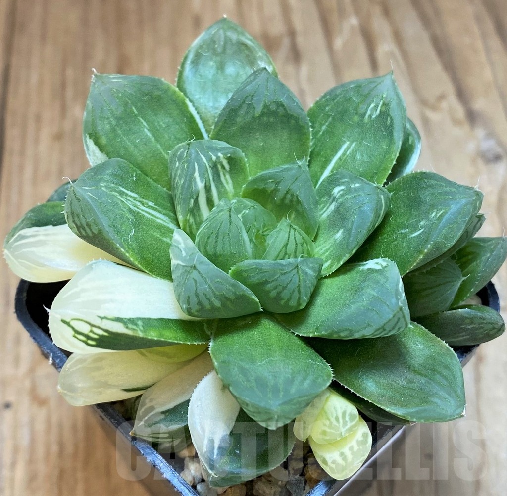 SH12038 Haworthia obtusa ‘Marin’ f. variegata