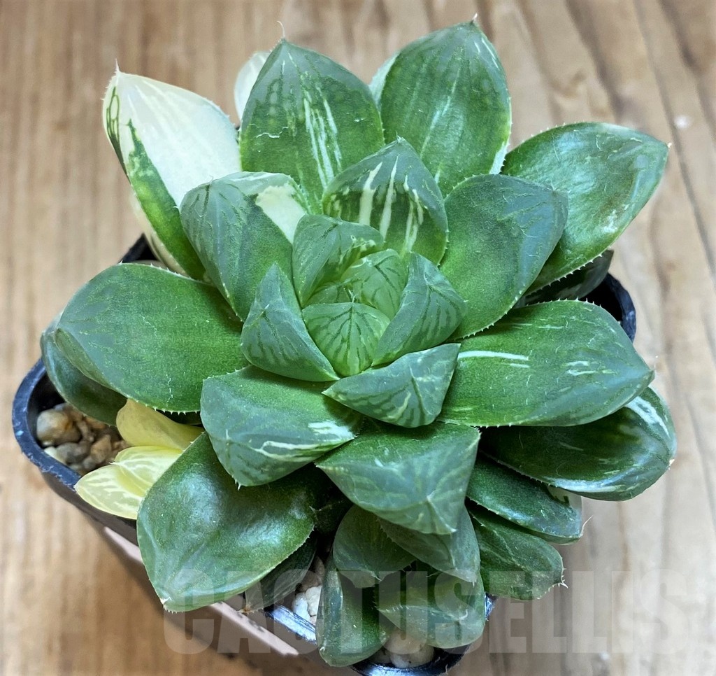 SH12038 Haworthia obtusa ‘Marin’ f. variegata - Image 2