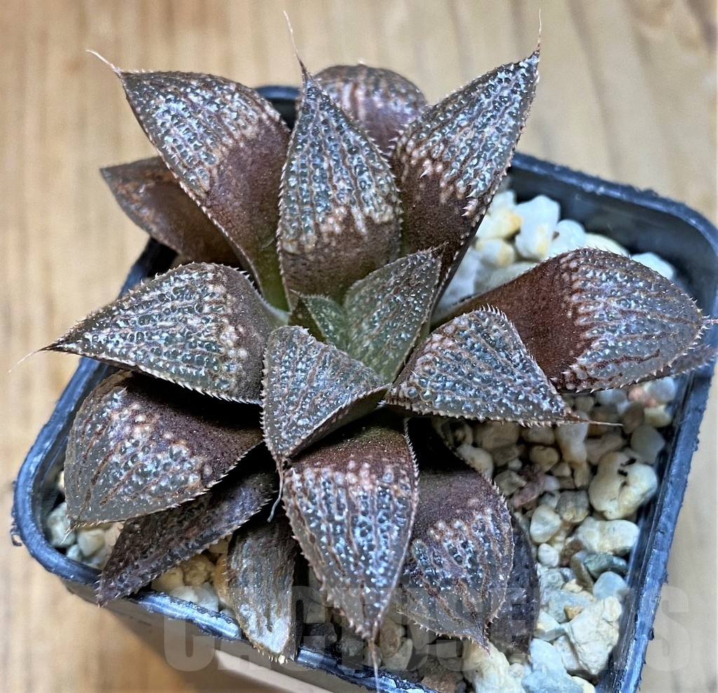 SH12044 Haworthia 'Yumedono' x splendens - Image 2