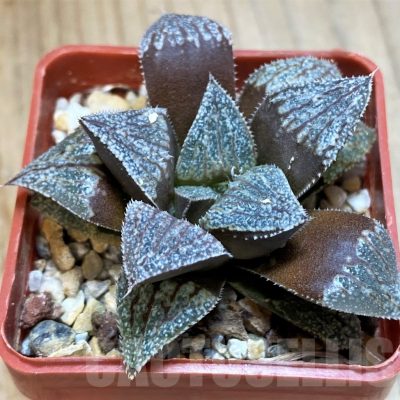SH12045 Haworthia picta x splendens