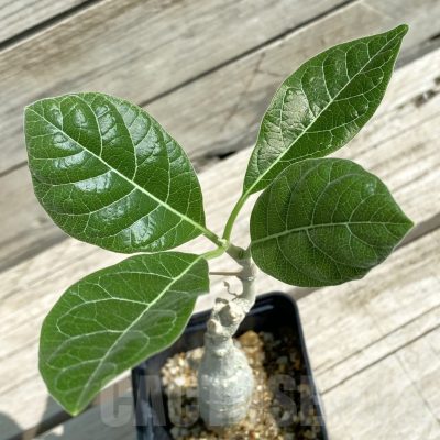 SH12056 Fockea multiflora