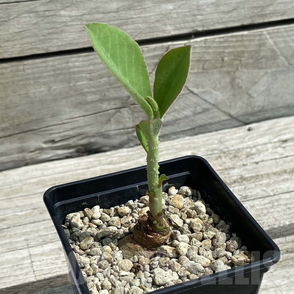 SH12072 Monadenium aff. goetzei - Image 2