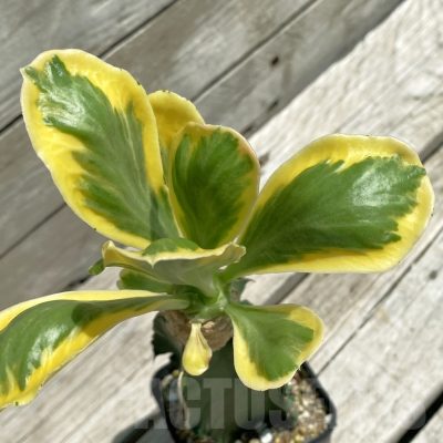 SH12098 Euphorbia poissonii f. variegata, grafted