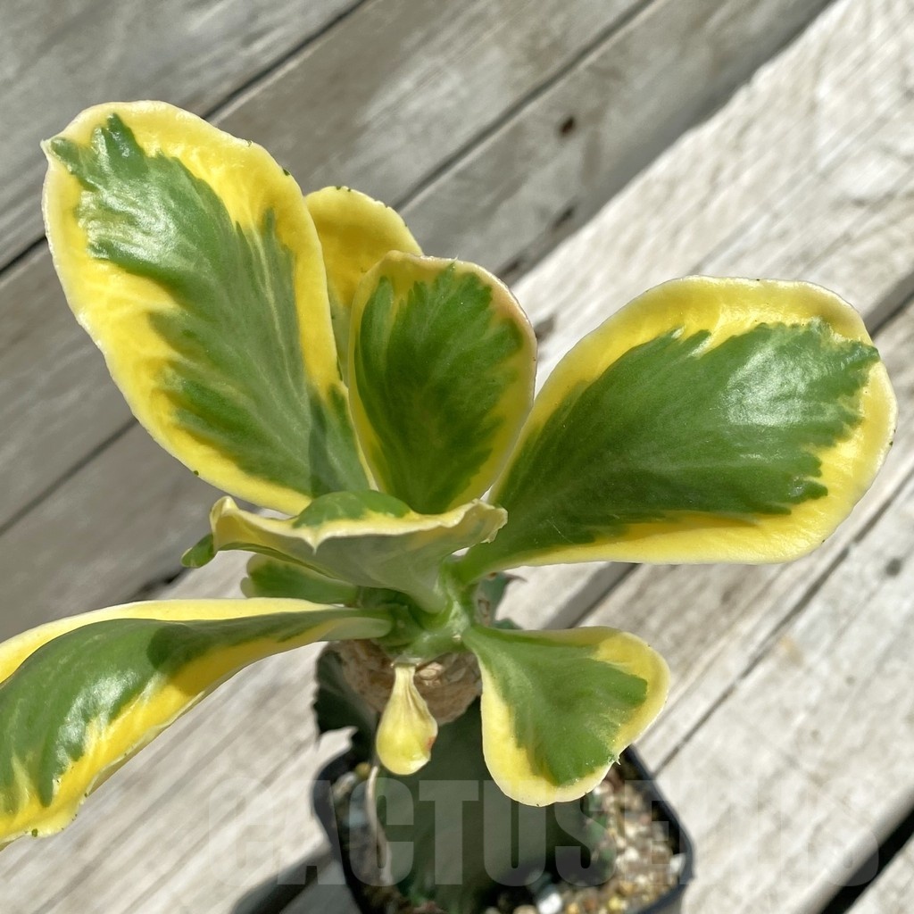 SH12098 Euphorbia poissonii f. variegata, grafted