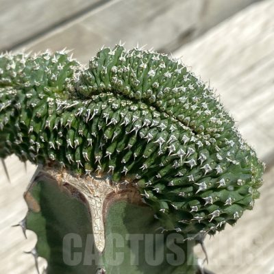 SH12103 Euphorbia phillipsioides f. cristata, grafted