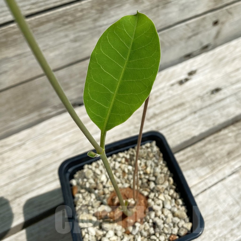 SH12109 Raphionacme globosa ES 20286
