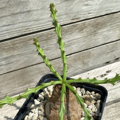 SH12119 Euphorbia decidua ES10264