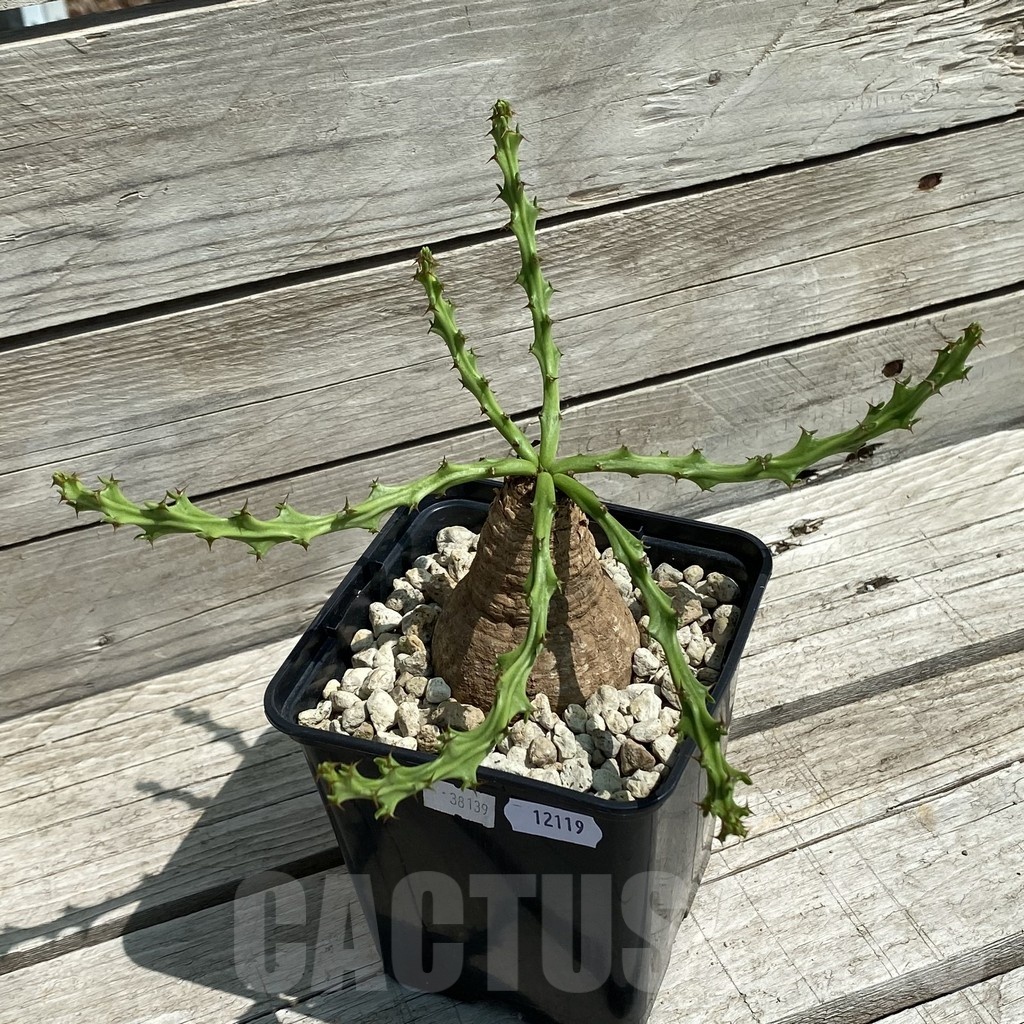 SH12119 Euphorbia decidua ES10264 - Image 2