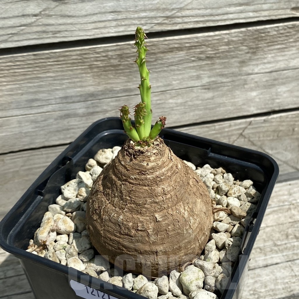 SH12121 Euphorbia decidua ES10264 - Image 2