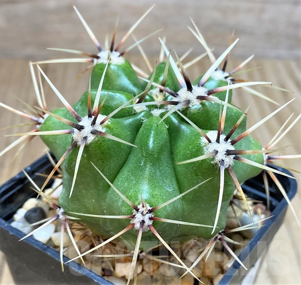 SH123 Gymnocalycium achirasense v. chacrasense LB 365 - Image 2