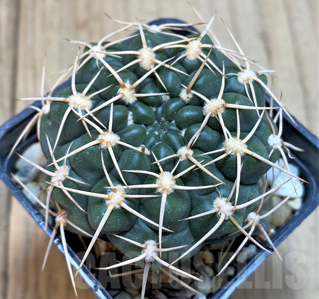 SH124 Gymnocalycium kroenleinii