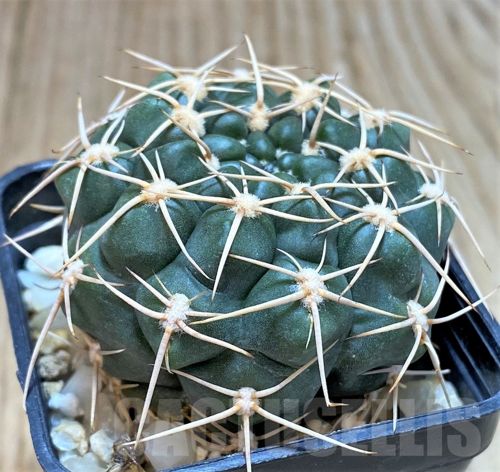SH124 Gymnocalycium kroenleinii - Image 2