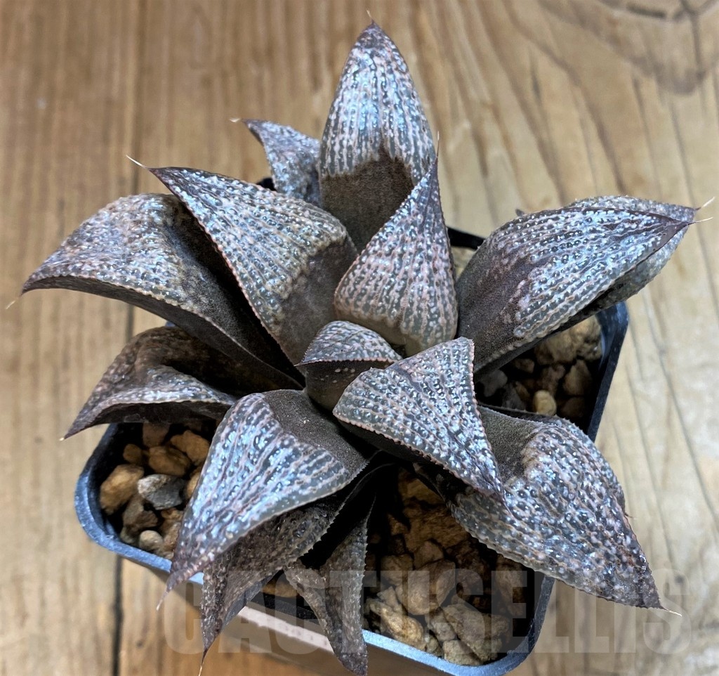 SH12685 Haworthia magnifica var. splendens GM452 - Image 2