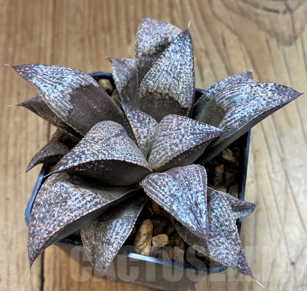 SH12685 Haworthia magnifica var. splendens GM452
