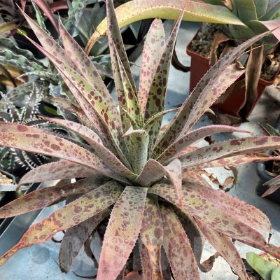 SH12819 Mangave 'Pineapple Express'