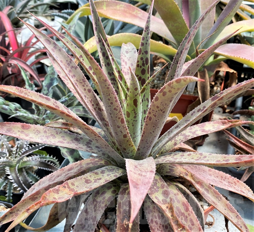 SH12819 Mangave 'Pineapple Express' - Image 2