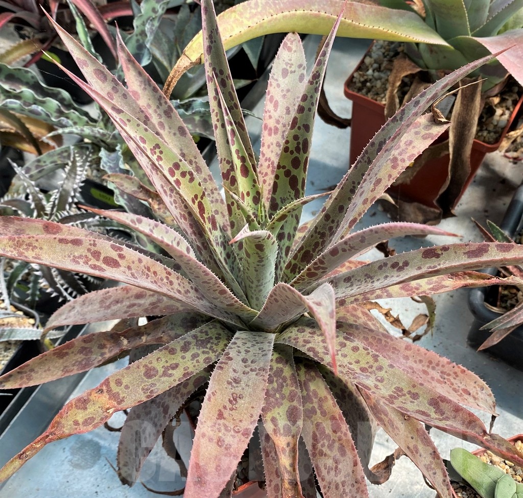 SH12819 Mangave 'Pineapple Express'