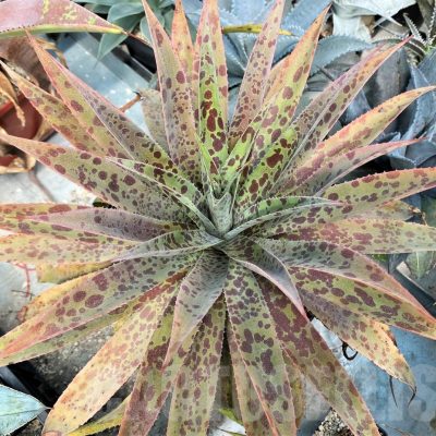 SH12821 Mangave 'Pineapple Express'