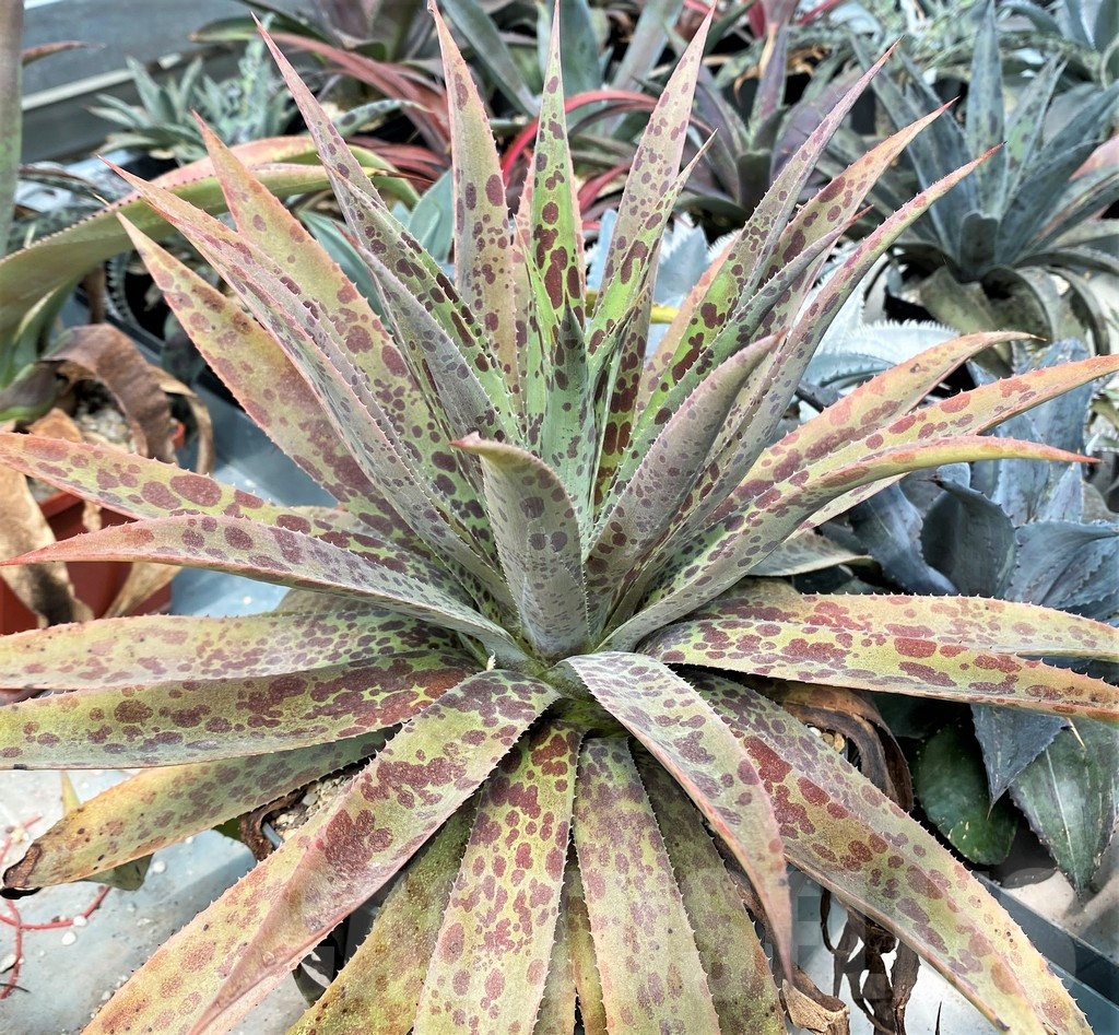SH12821 Mangave 'Pineapple Express' - Image 2