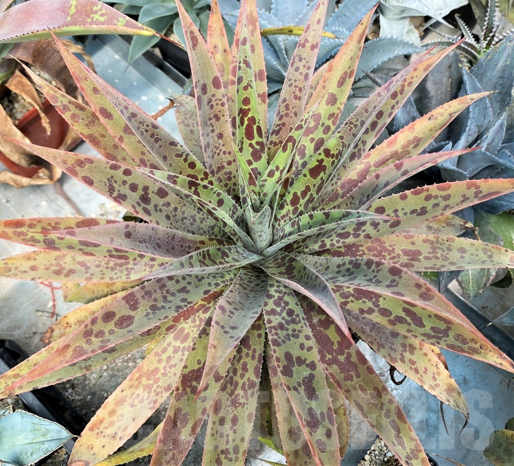 SH12821 Mangave 'Pineapple Express'