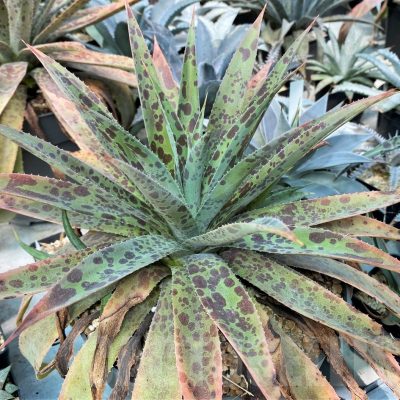 SH12822 Mangave 'Pineapple Express'
