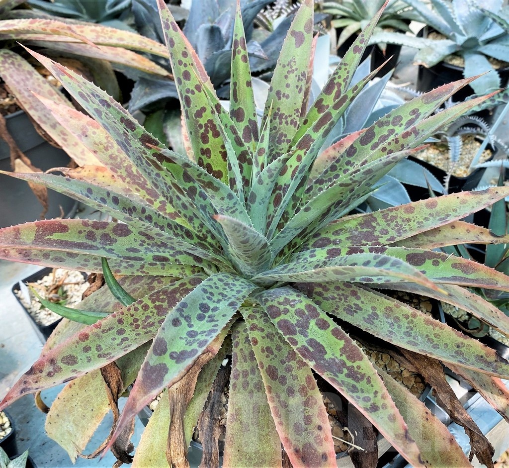 SH12822 Mangave 'Pineapple Express' - Image 2