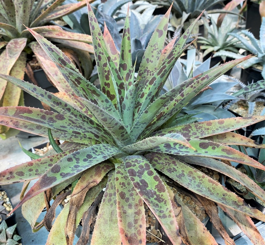 SH12822 Mangave 'Pineapple Express'
