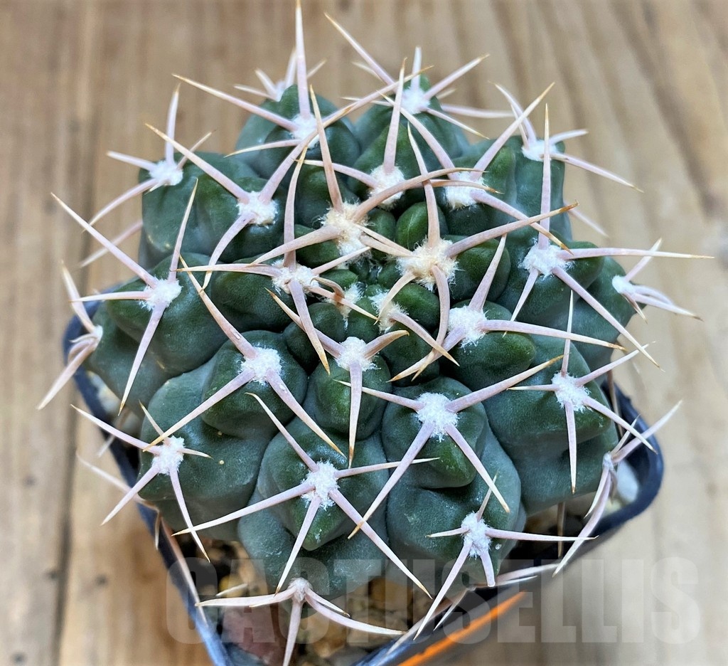 SH1285 Gymnocalycium intermedium P113 -Argentina-