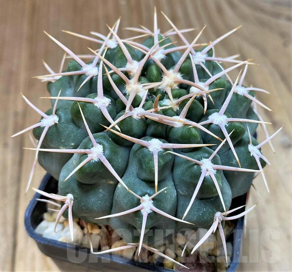 SH1285 Gymnocalycium intermedium P113 -Argentina- - Image 2
