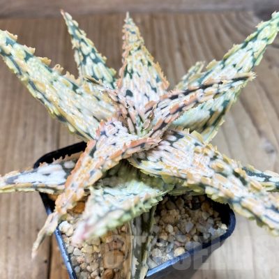SH1314 Aloe TCT hybrid