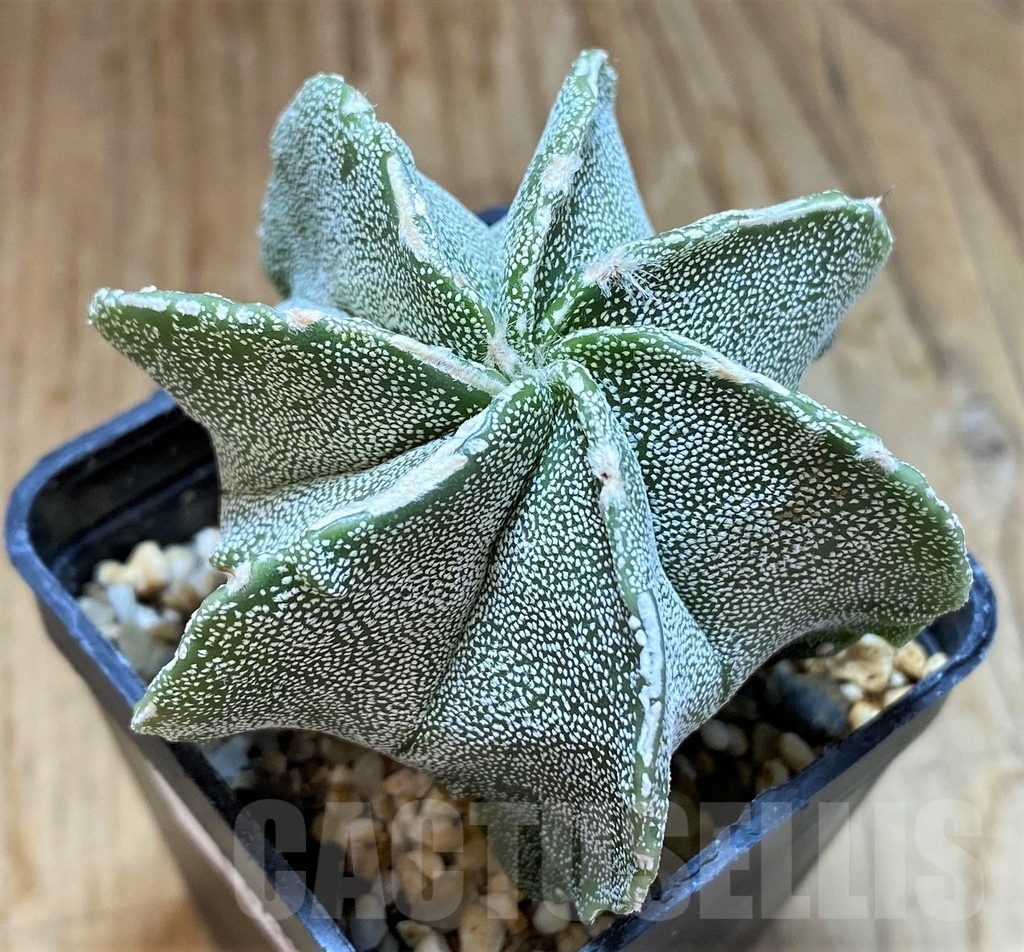SH13405 Astrophytum myriostigma hybrid, 7-ribs - Image 2