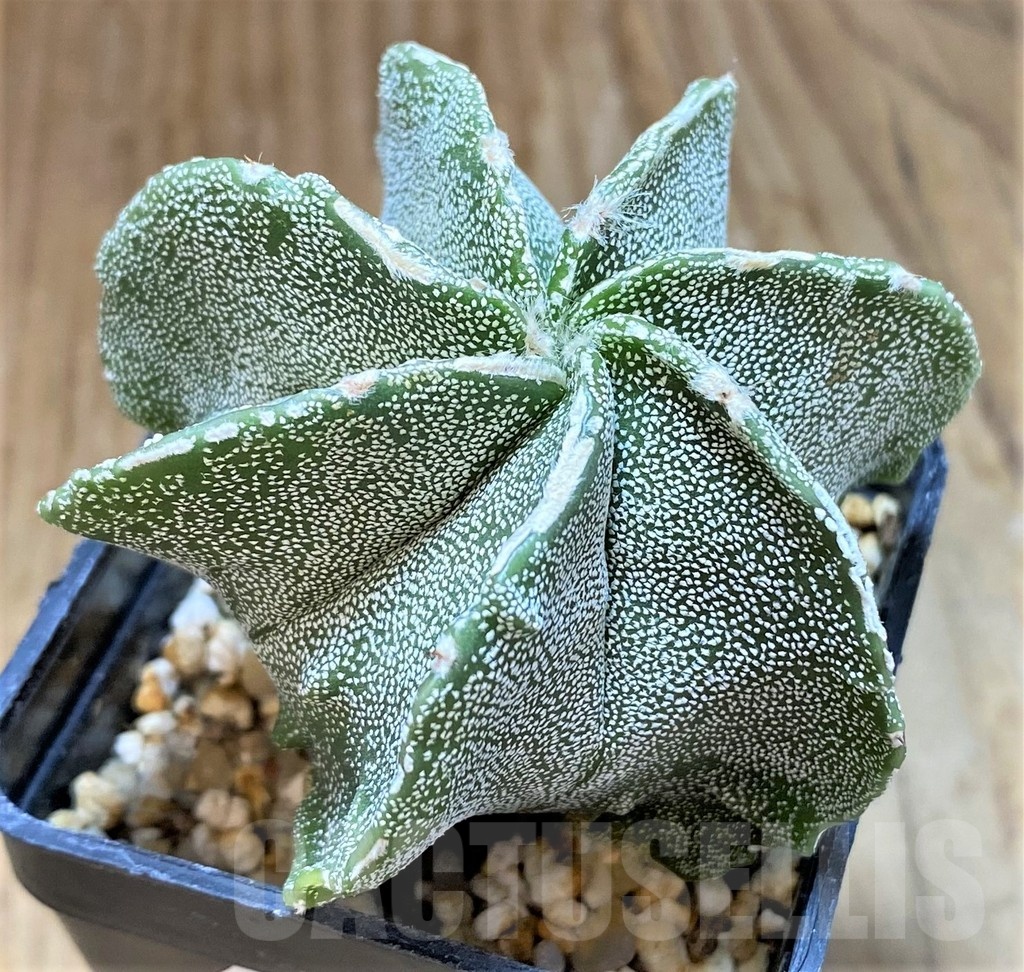 SH13405 Astrophytum myriostigma hybrid, 7-ribs