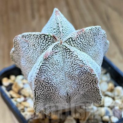 SH13406 Astrophytum myriostigma ‘Onzuka'