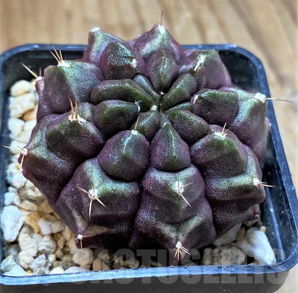 SH13417 Gymnocalycium mihanovichii 'Day Dream', seedling - Image 2