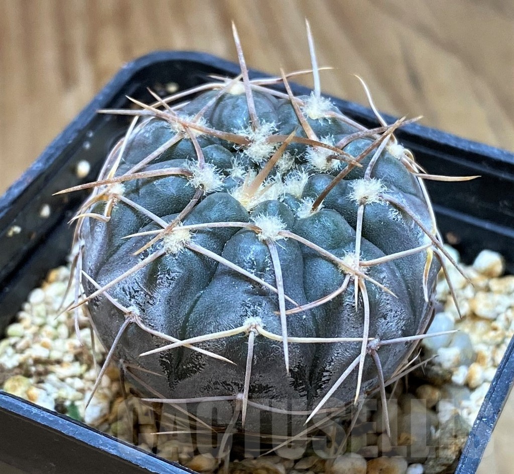 SH13423 Gymnocalycium borthii ssp. nogolense VG 411 - Image 2