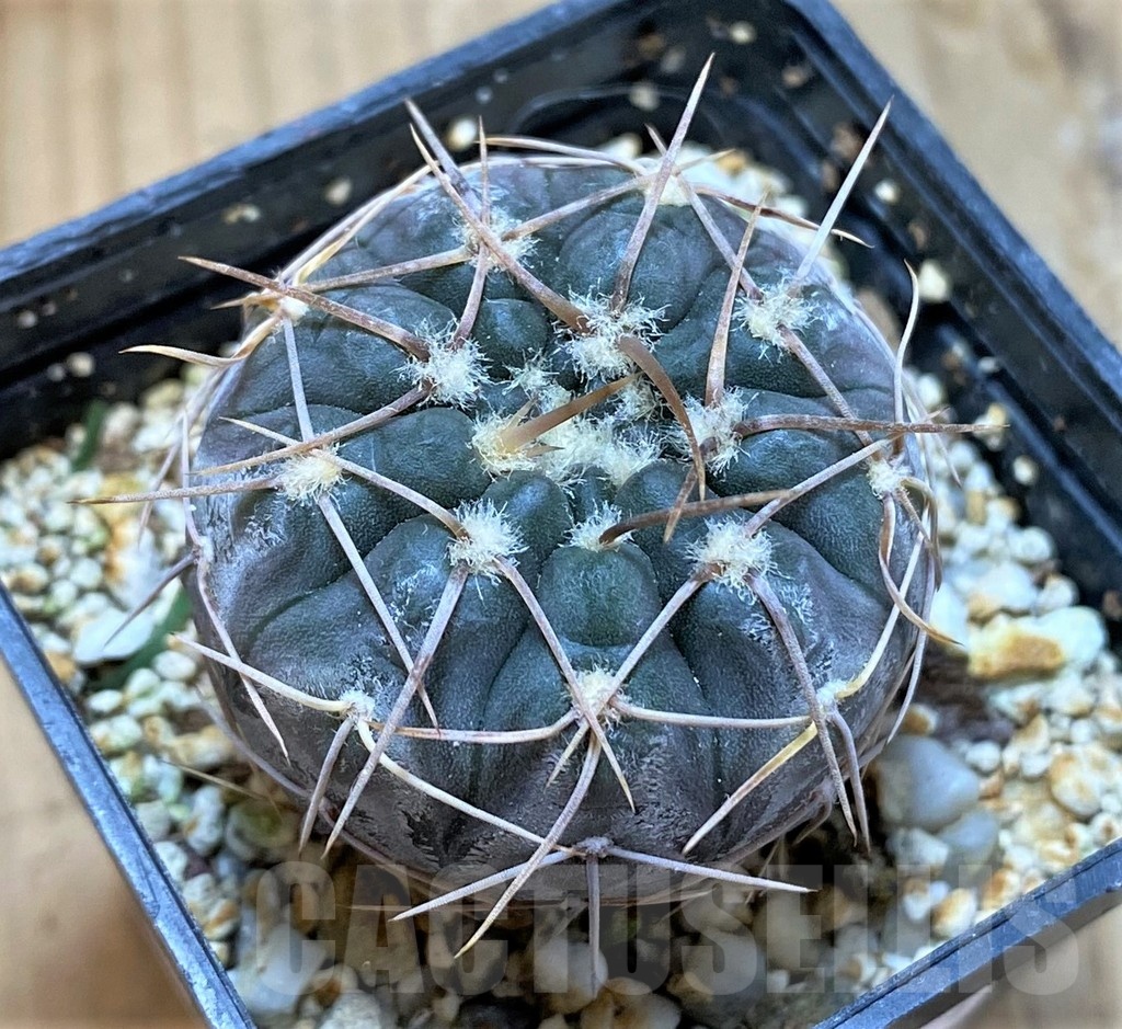 SH13423 Gymnocalycium borthii ssp. nogolense VG 411