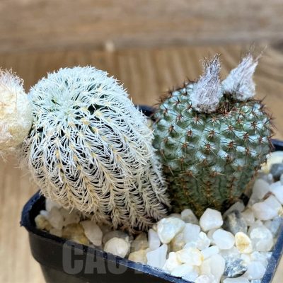 SH13466 Frailea mix, 2 plants